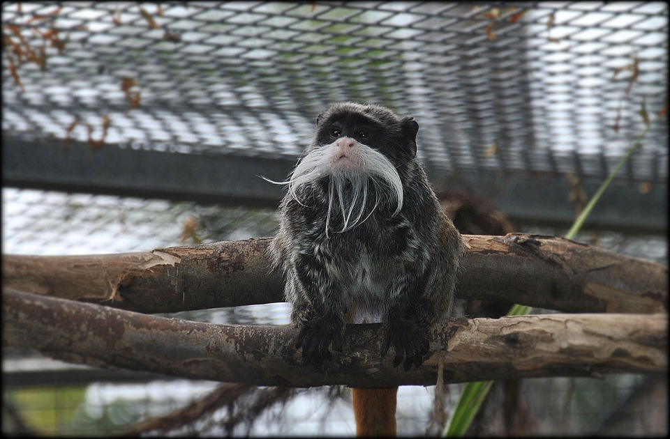 Coon on a branch