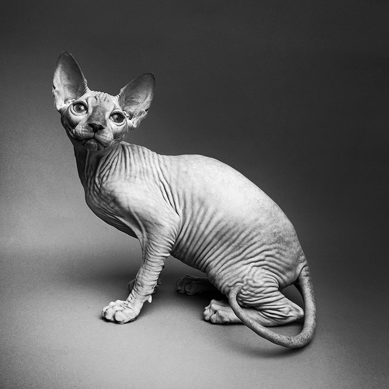 Black & white sphinks cat