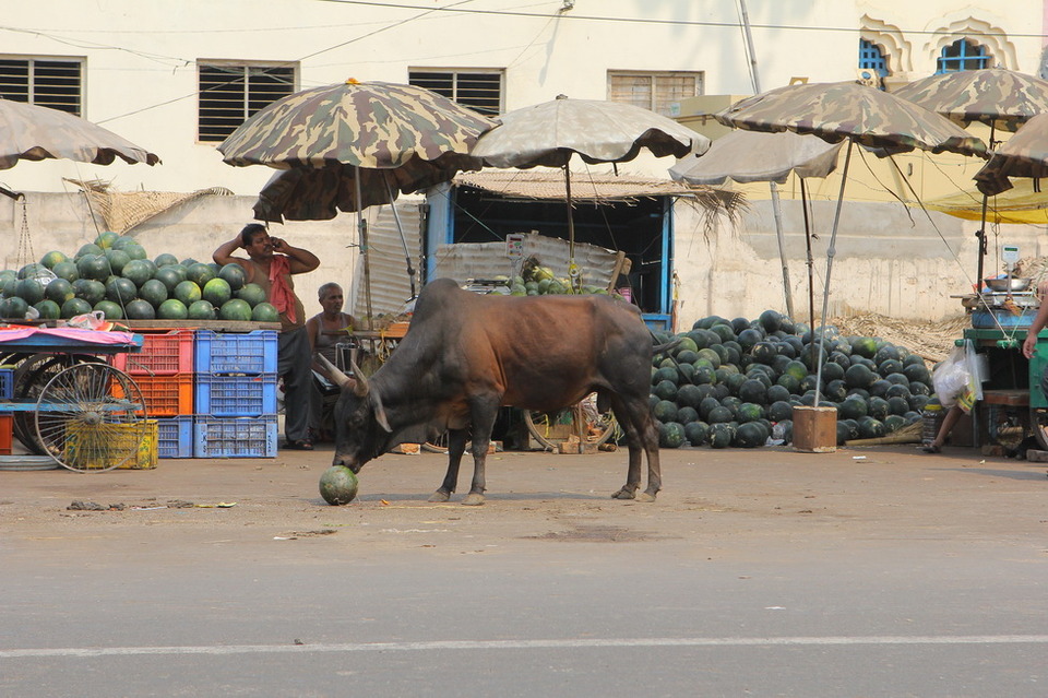 Cow eating water-melon