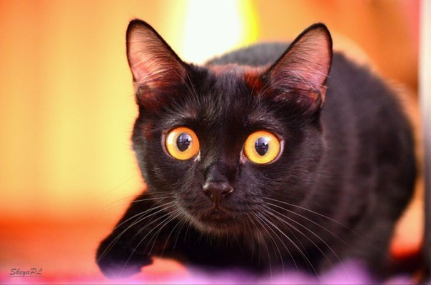 Cat with big eyes