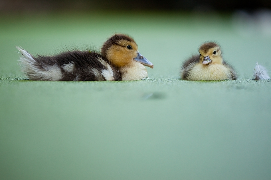 Little ducks