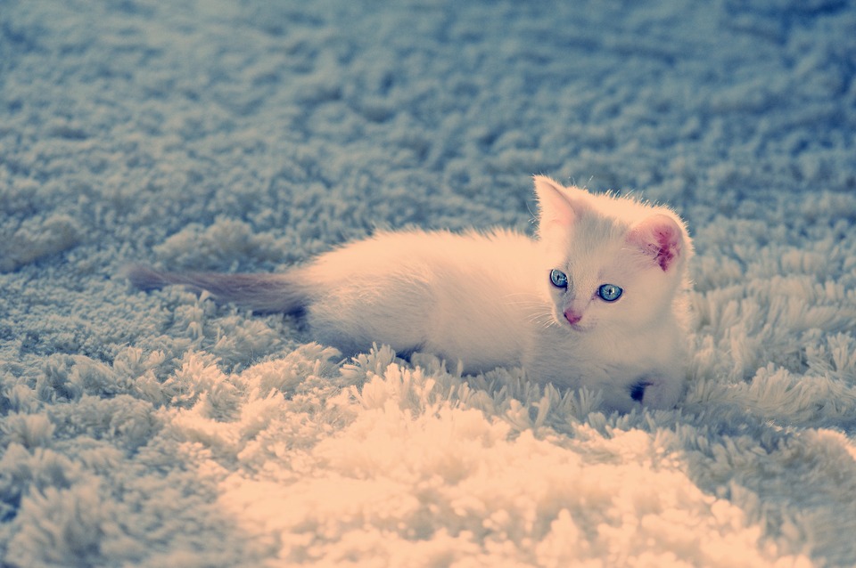 White kitten