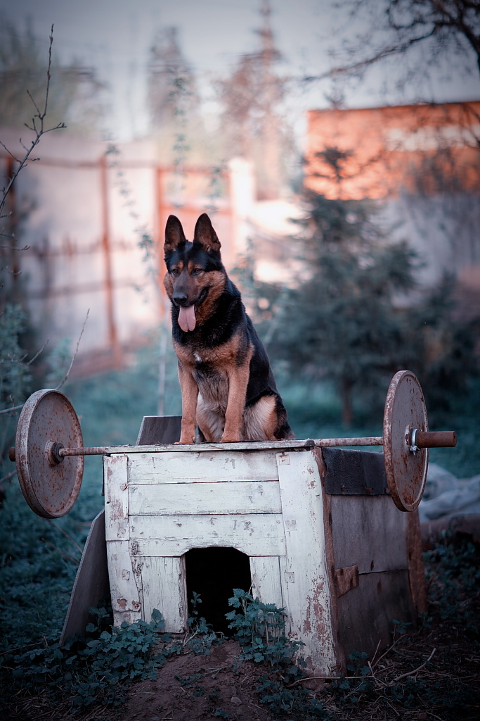 German shepherd workout