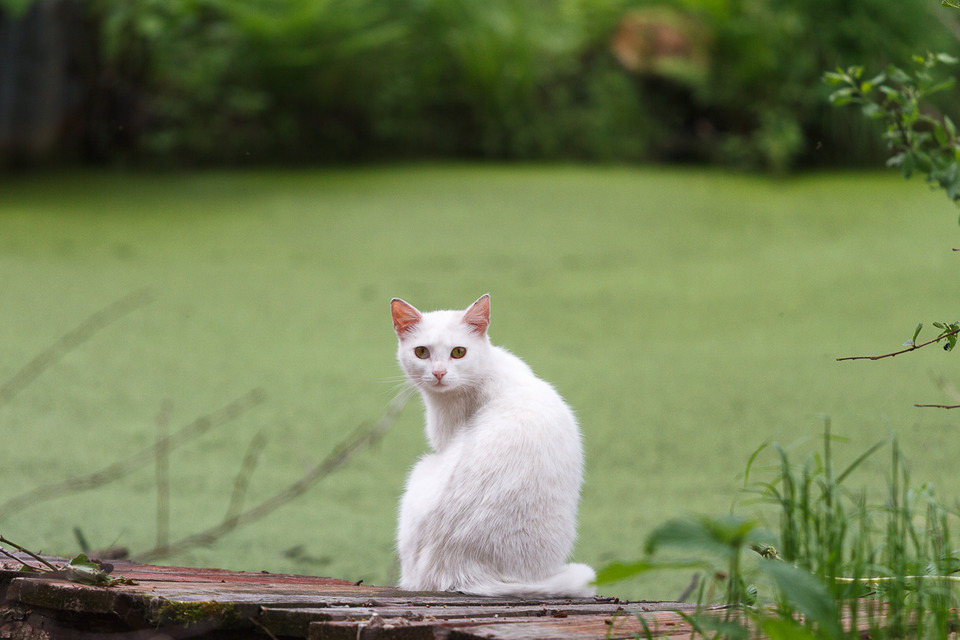 White cat turned back