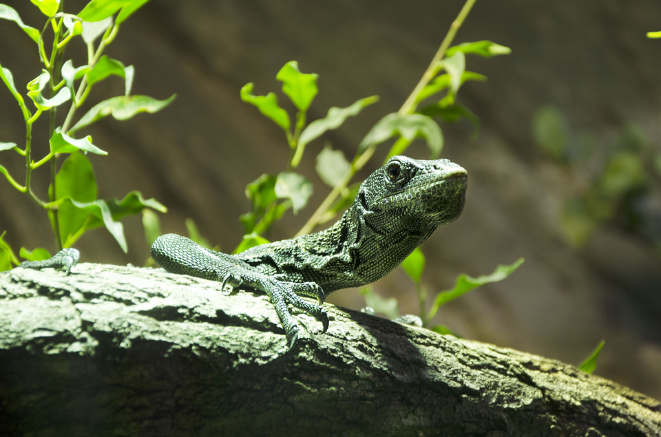 Green lizard