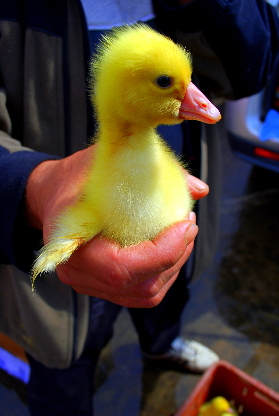 Yellow duck