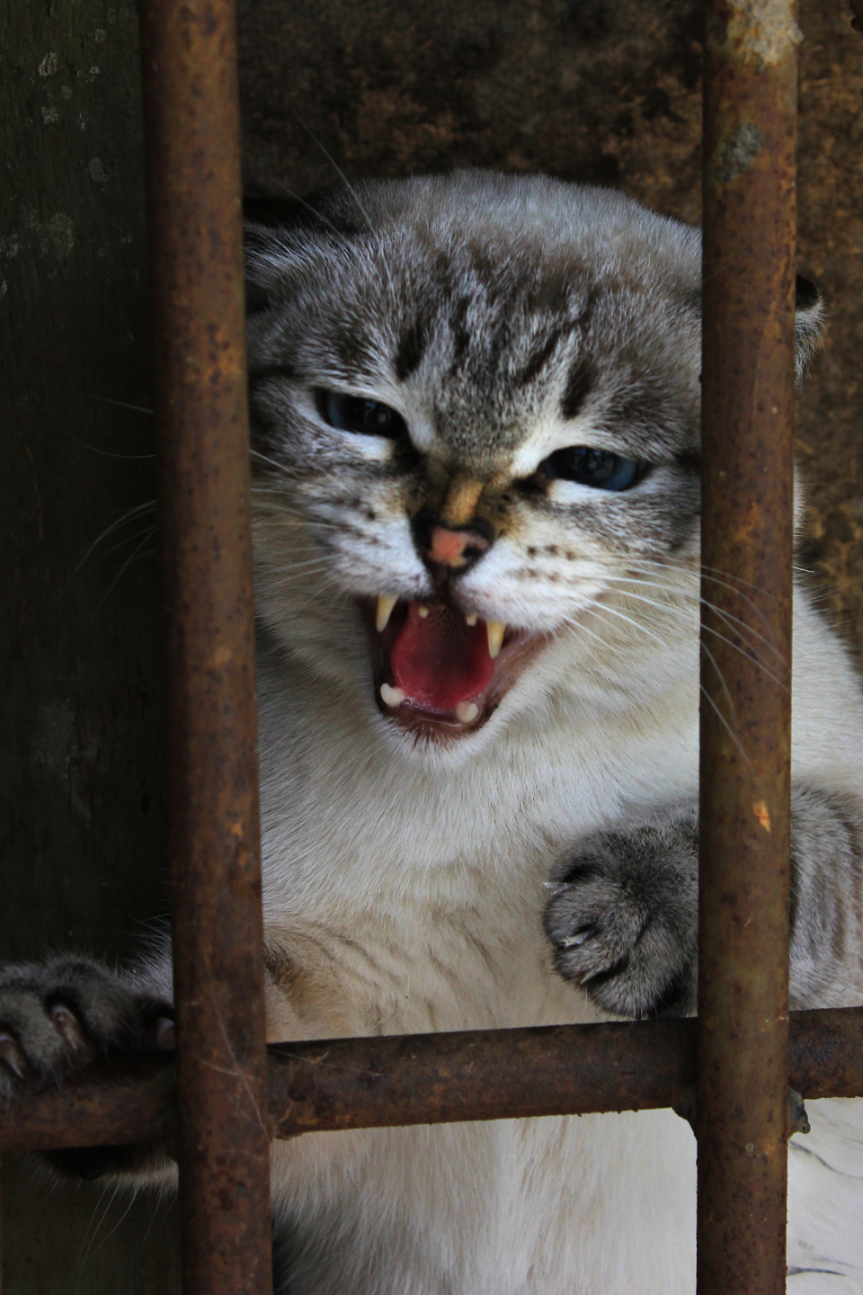 Cat shows his teeth