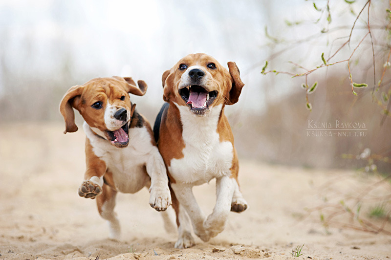 Puppies running