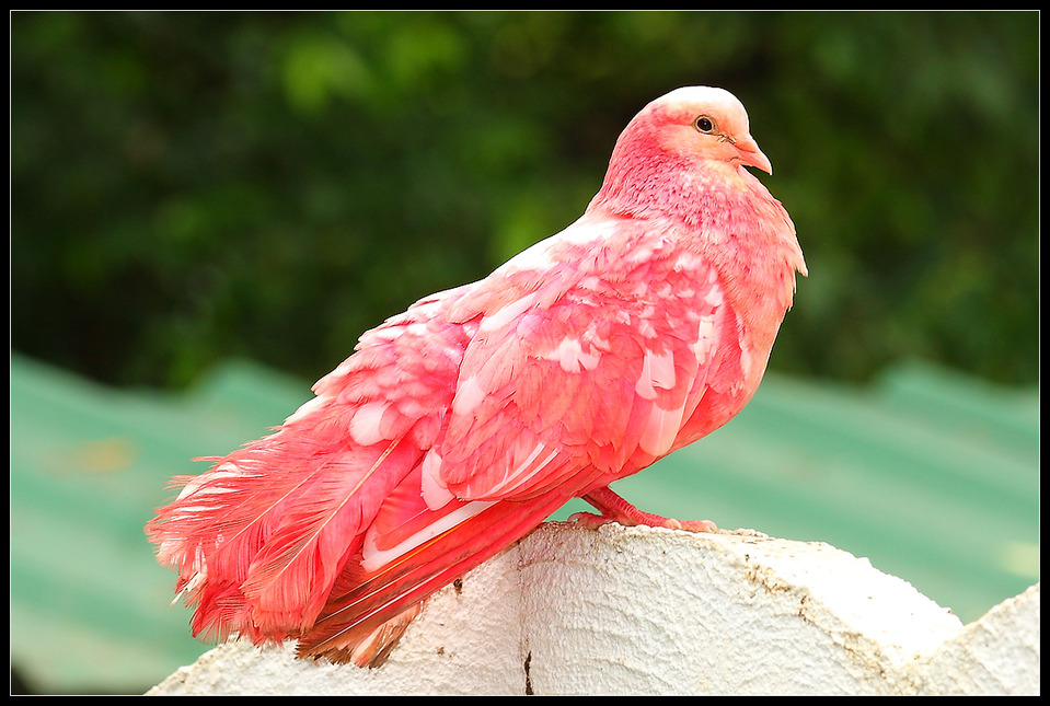 Red pigeon