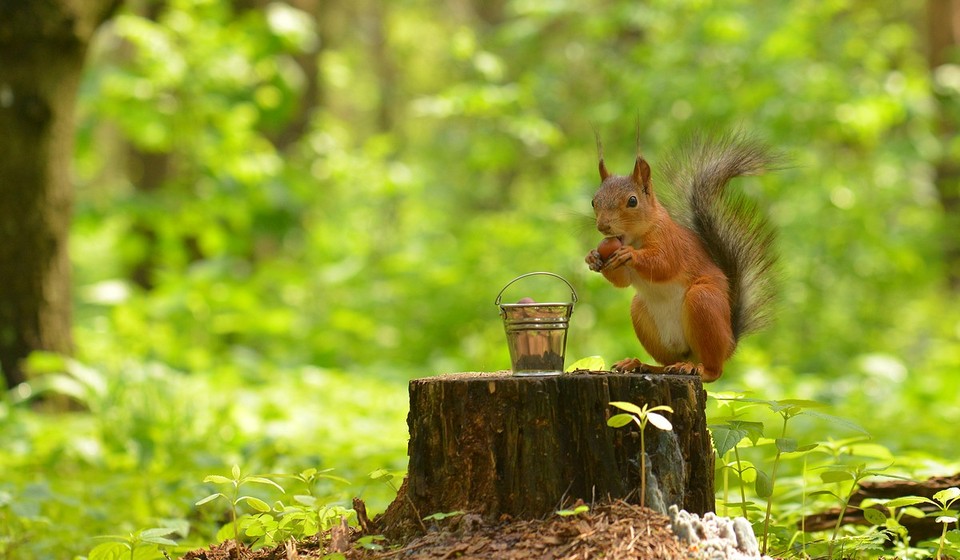 Squirrel and a bucket of nuts 