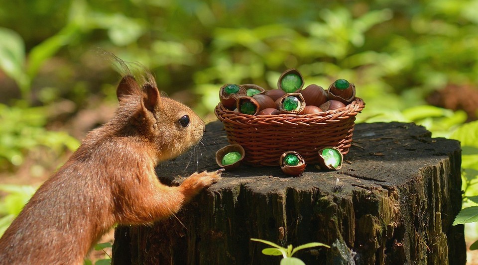 Squirrel and treasure