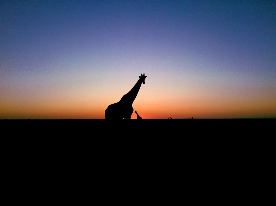 Giraffe in the dusk