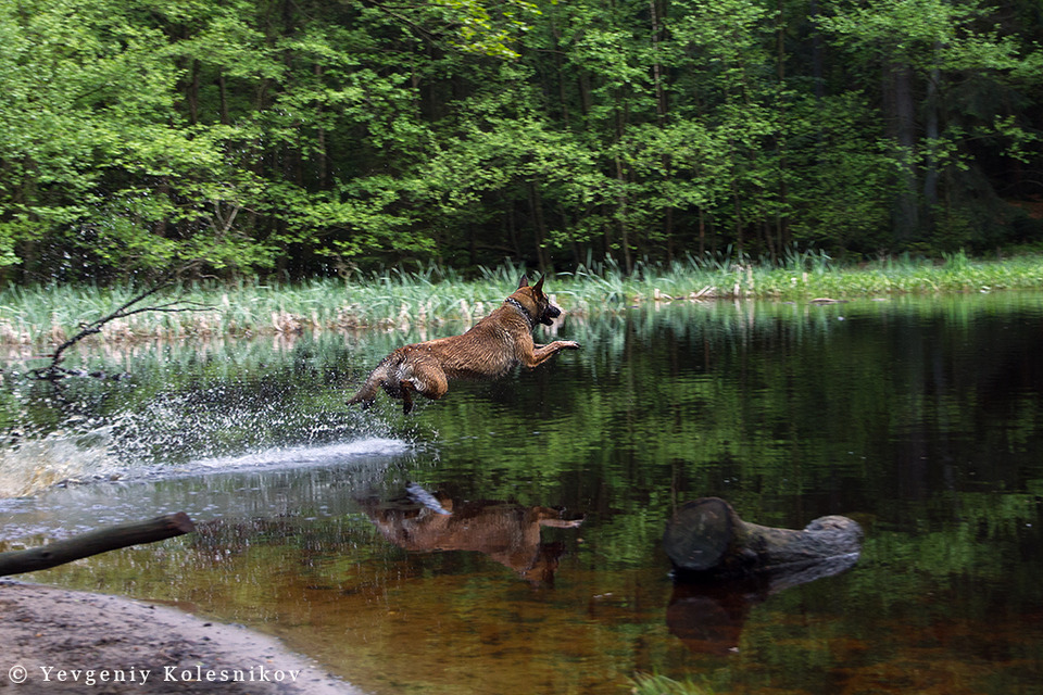 German shepherd catches a fish