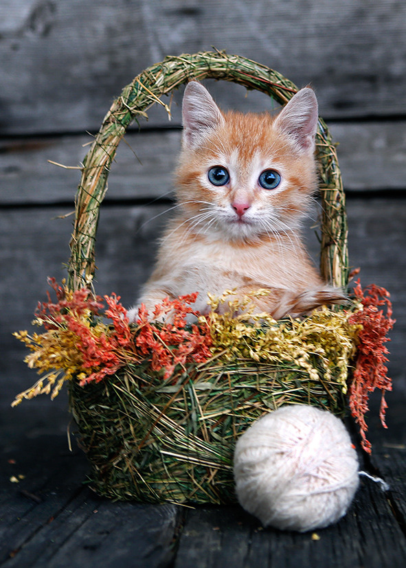 Cat in the basket