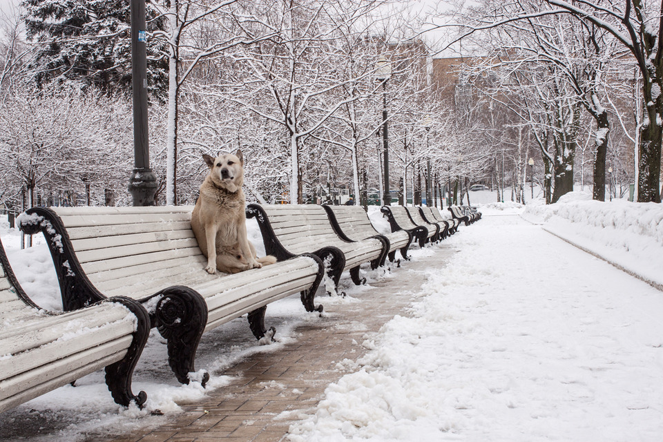 Benches covered with snow