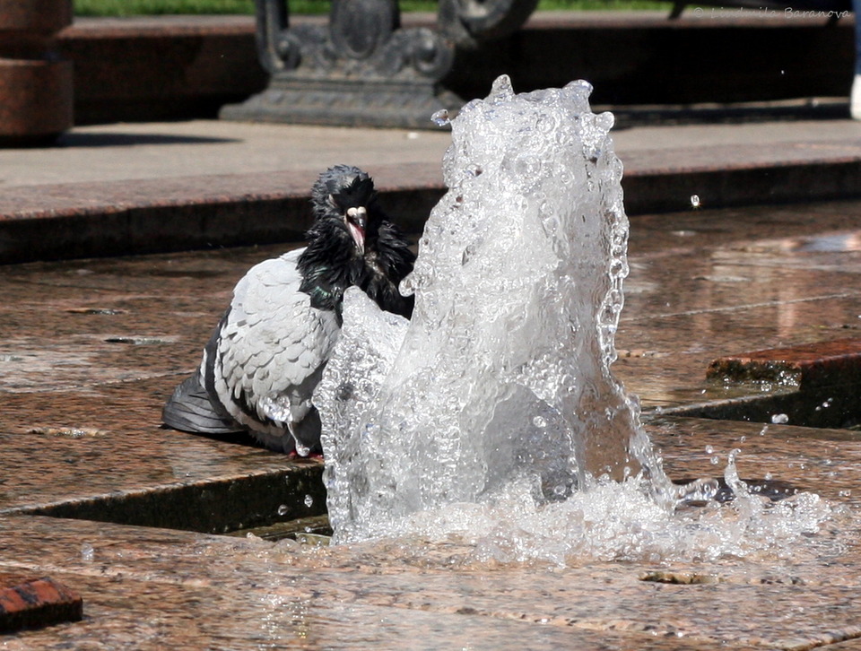 Pigeon drinks water