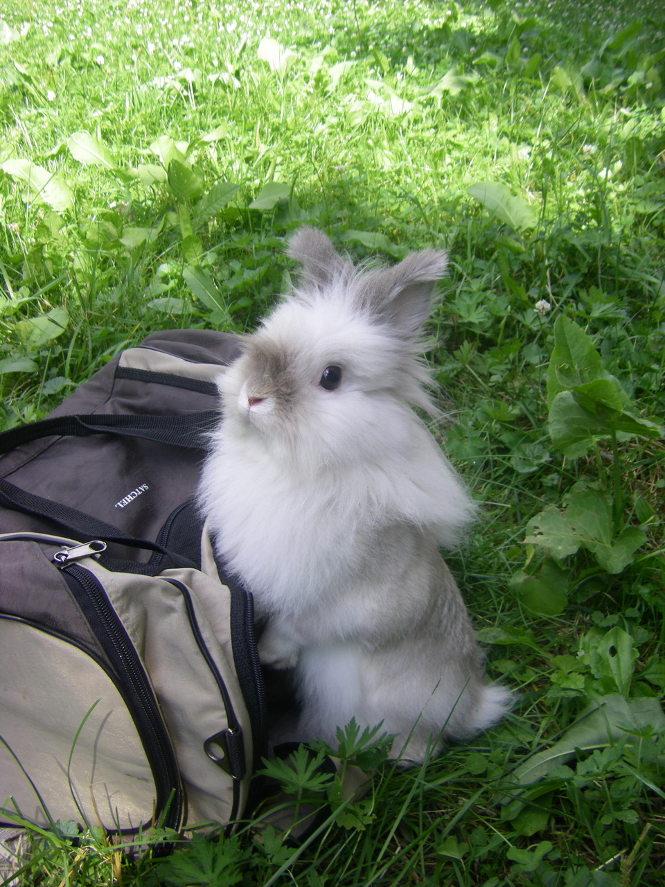 Rabbit and bag