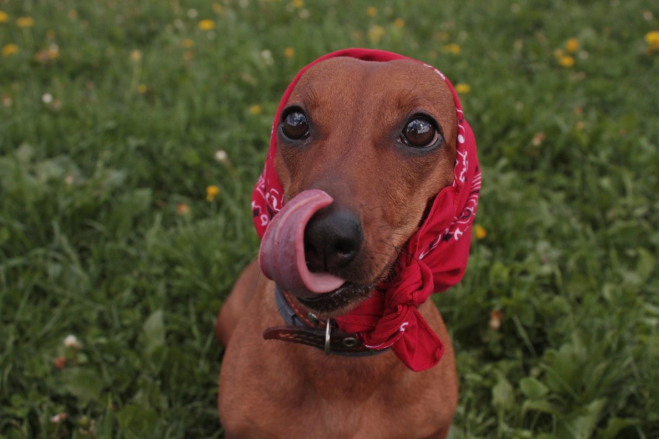 Dor wears red kerchief