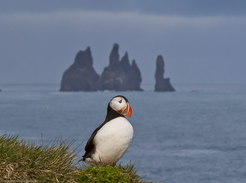 Unknown animal by the sea