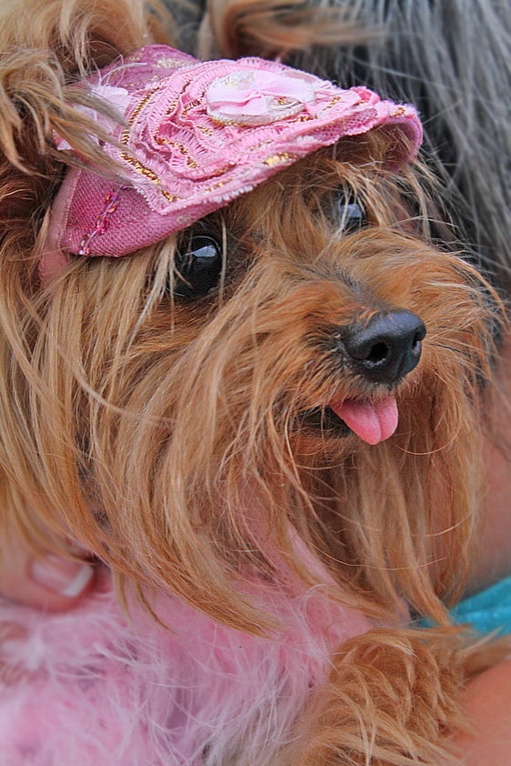Dog in pink