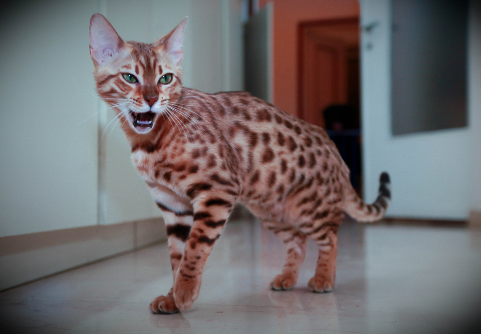 Bengal cat