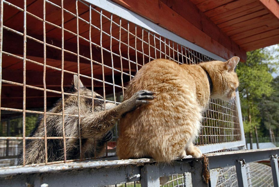 Coon and cat