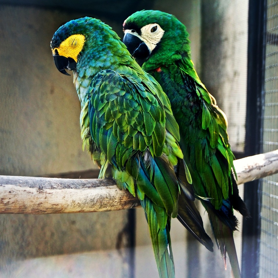 Green parrots