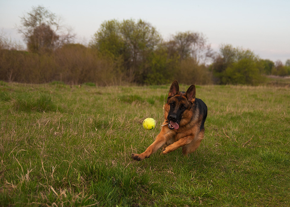 German shepherd and a toy ball