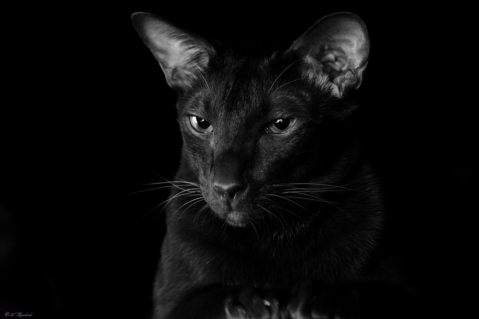 Black cat in the dark