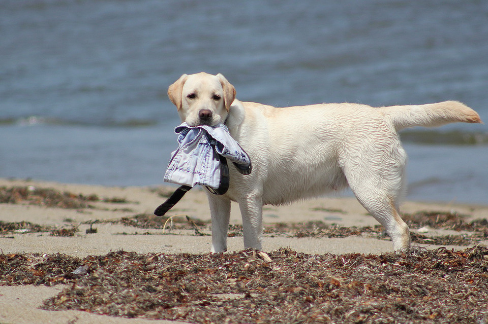 Dog helps its owner