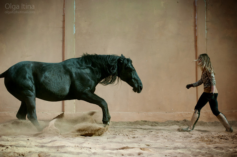 Beutiful black horse