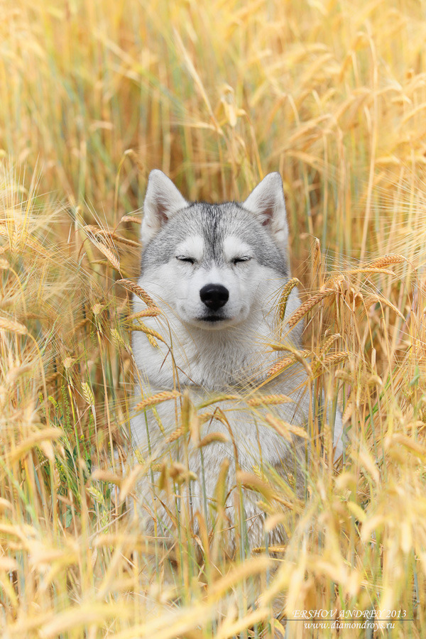 Dog in wheatfield
