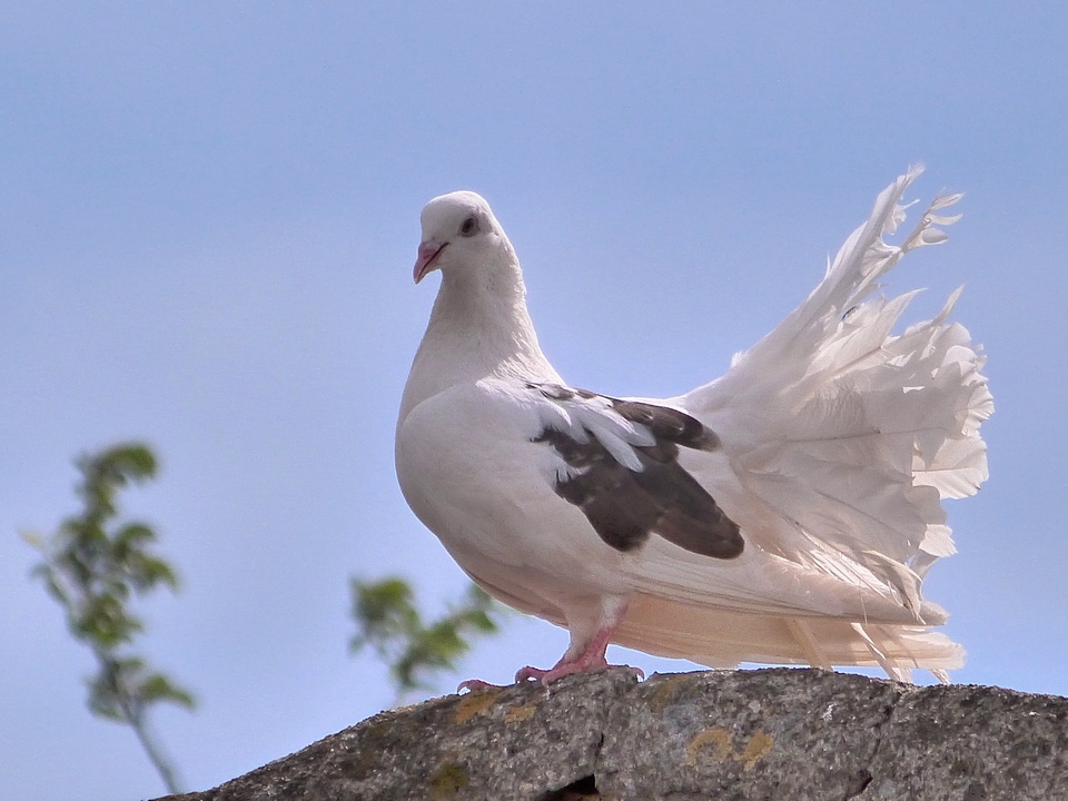 Some kind of pigeon