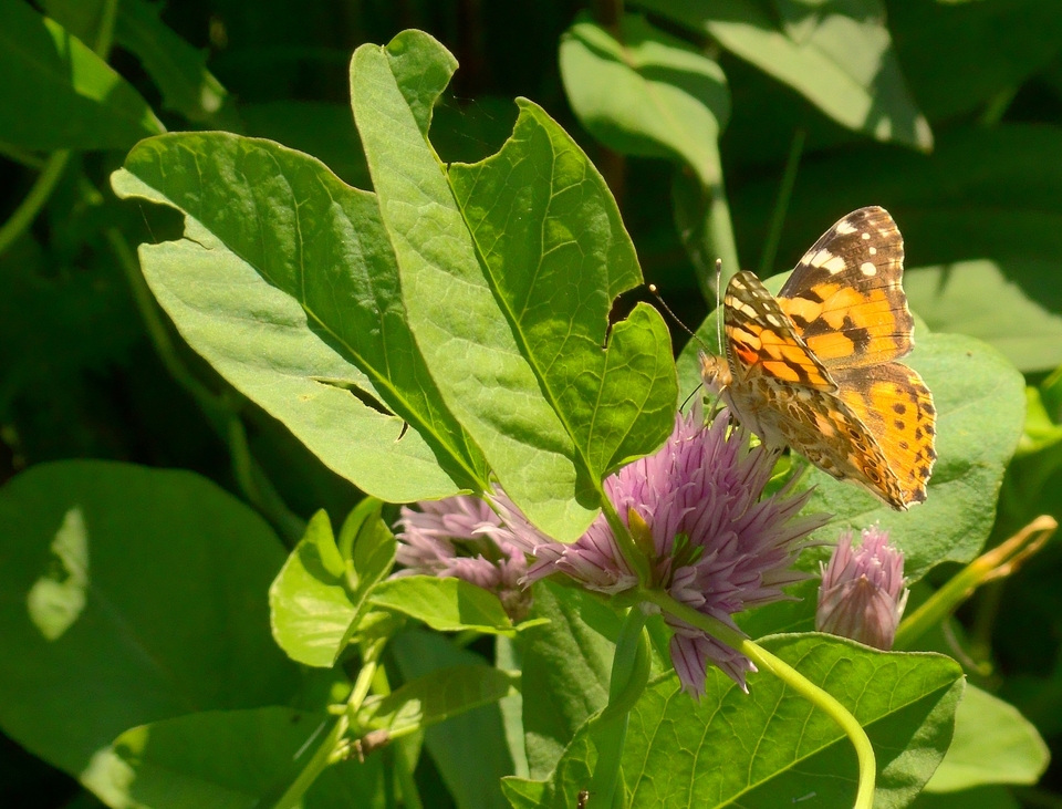 Butterfly on a clover