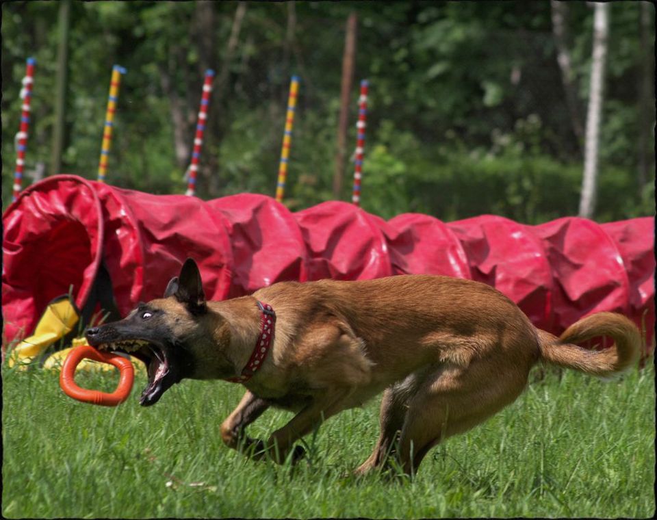 Training of a dog