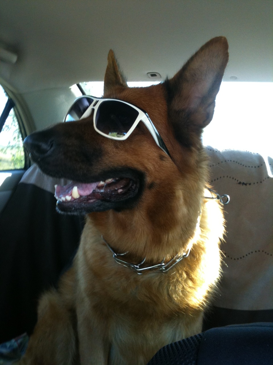 German shepherd wears glasses