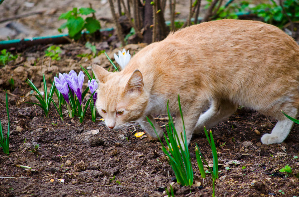 Cat sniffs snowdrops