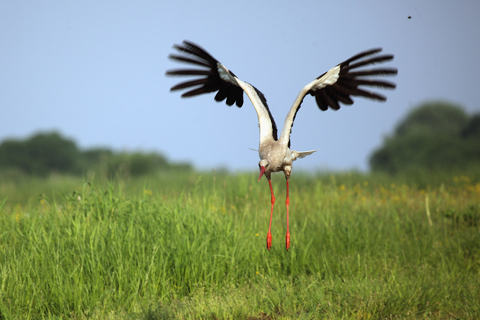 Heron lands