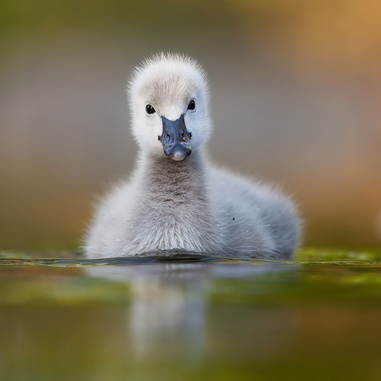 Duck in the pond