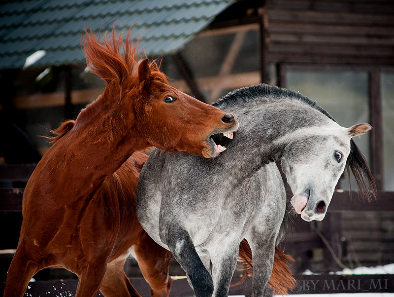 Horses play