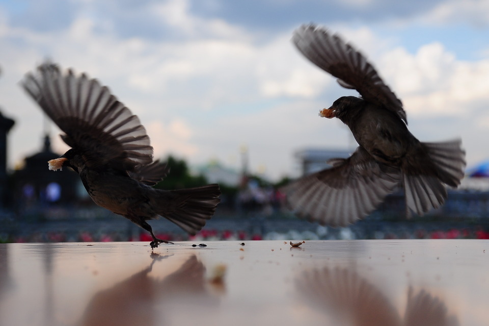 Flying pigeons