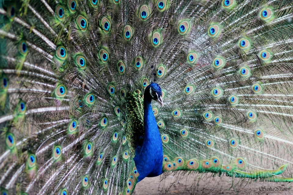 Amazing peacock