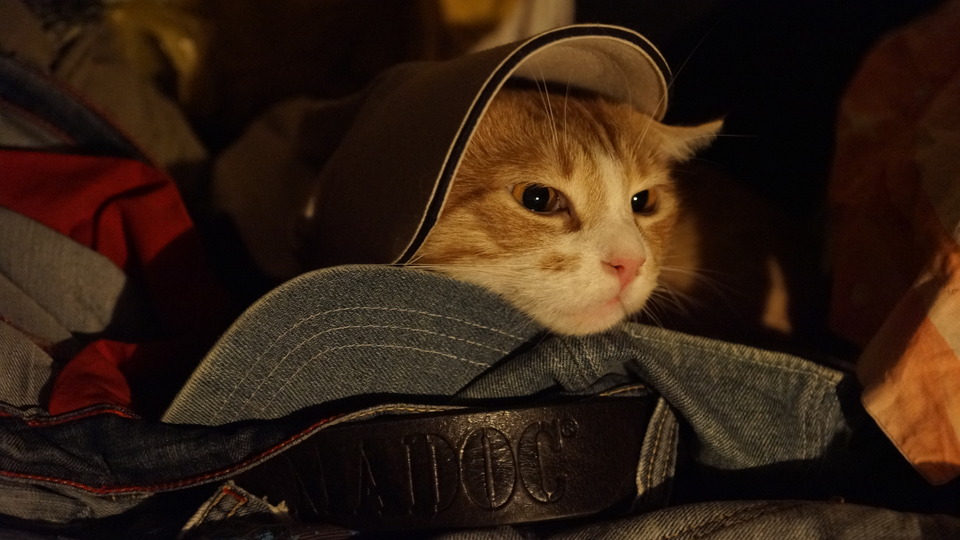 Cat in caps