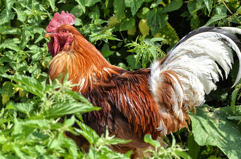 Cock in grass