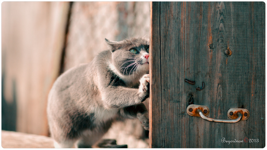 Cat sharpen its claws