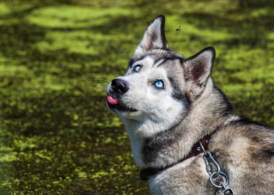 Husky with blue eyes