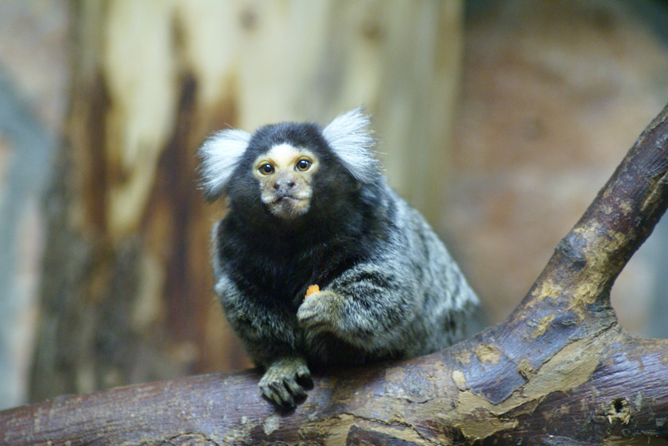 Monkey sits on a branch