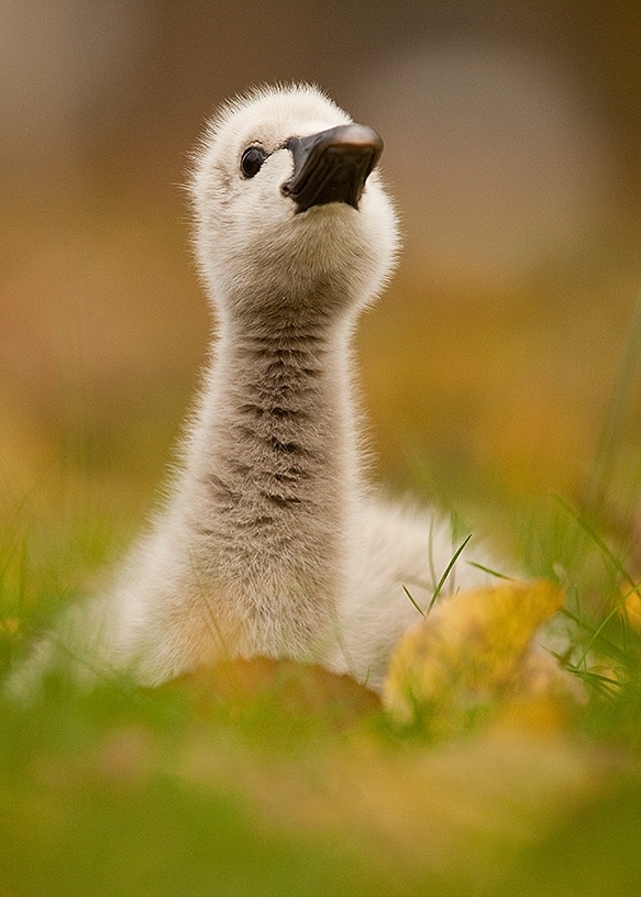 Duckling in the grass