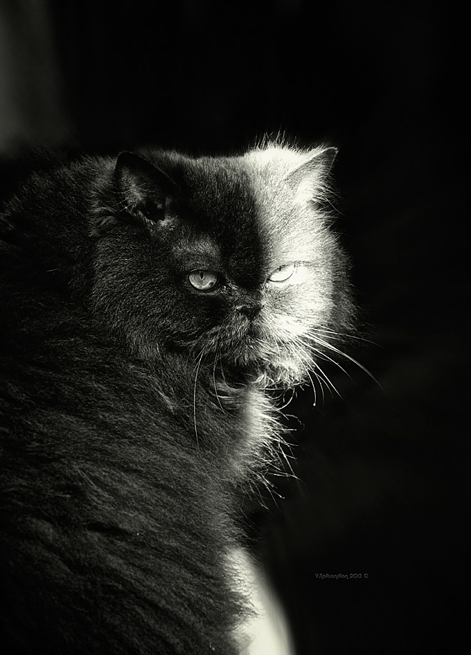 Half black half white cat