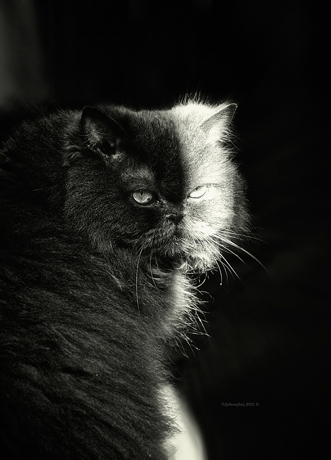 Half black half white cat Half black half white cat